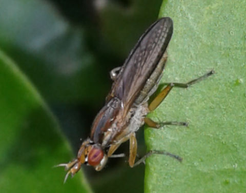 Sciomyzidae : Limnia unguicornis?  S...